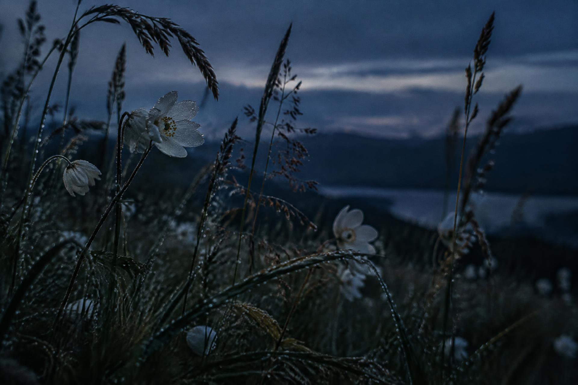 Wild flowers at blue hour